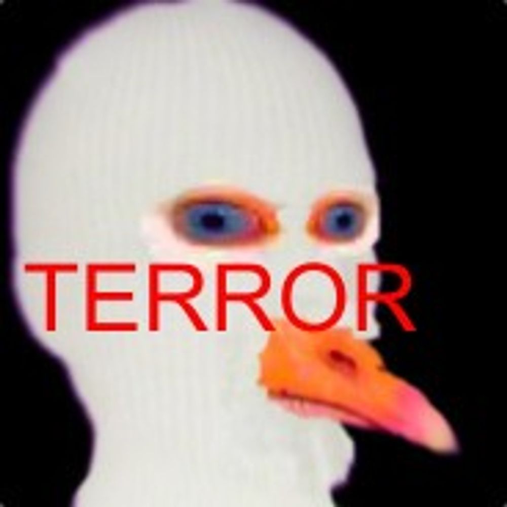 FestyDog