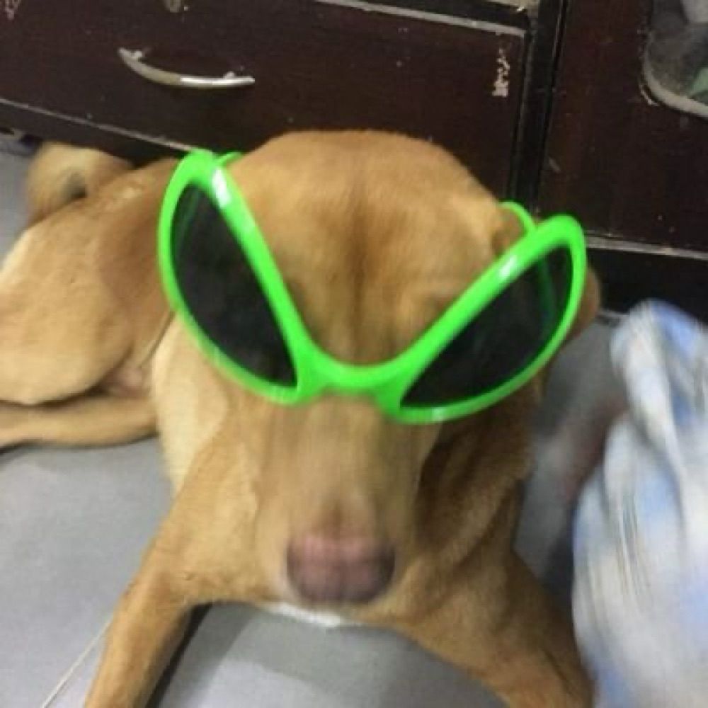 เน่ว