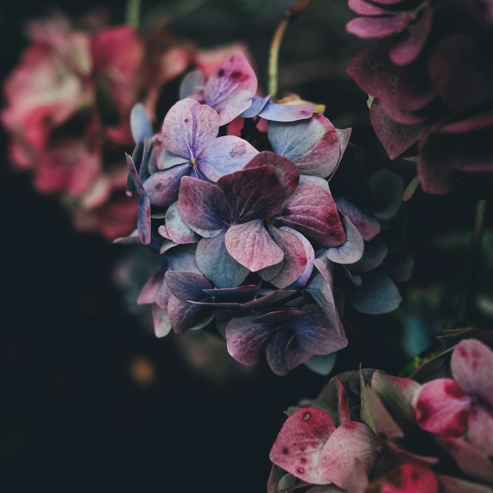 Amara Everlasting