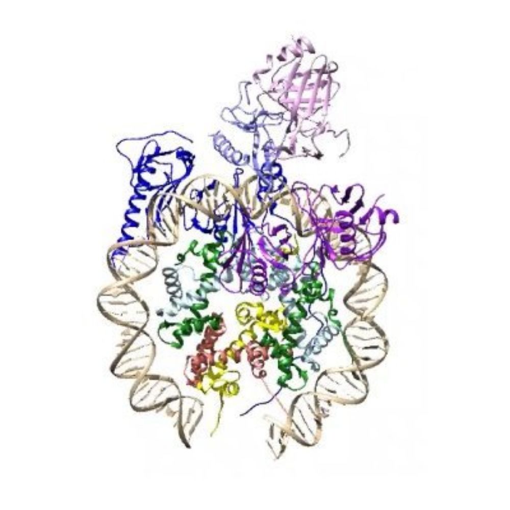 Chromatin Haiku