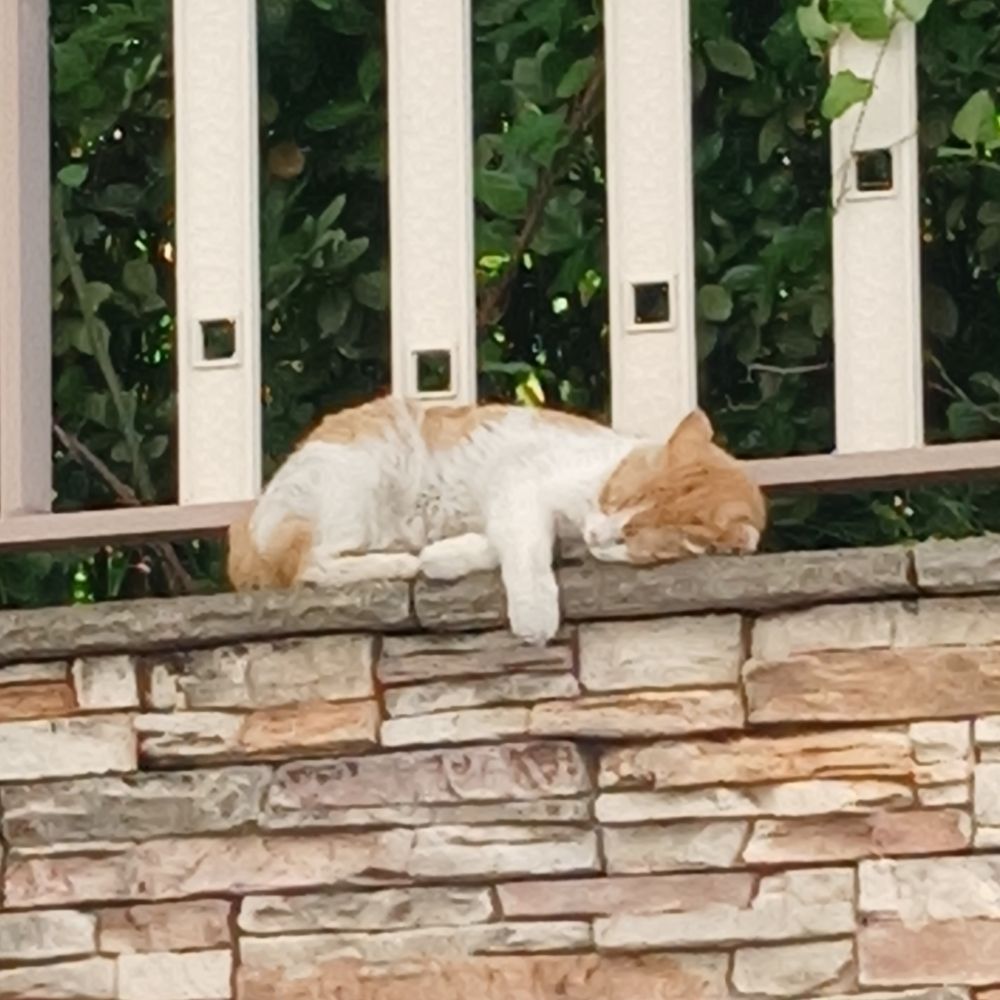 이설