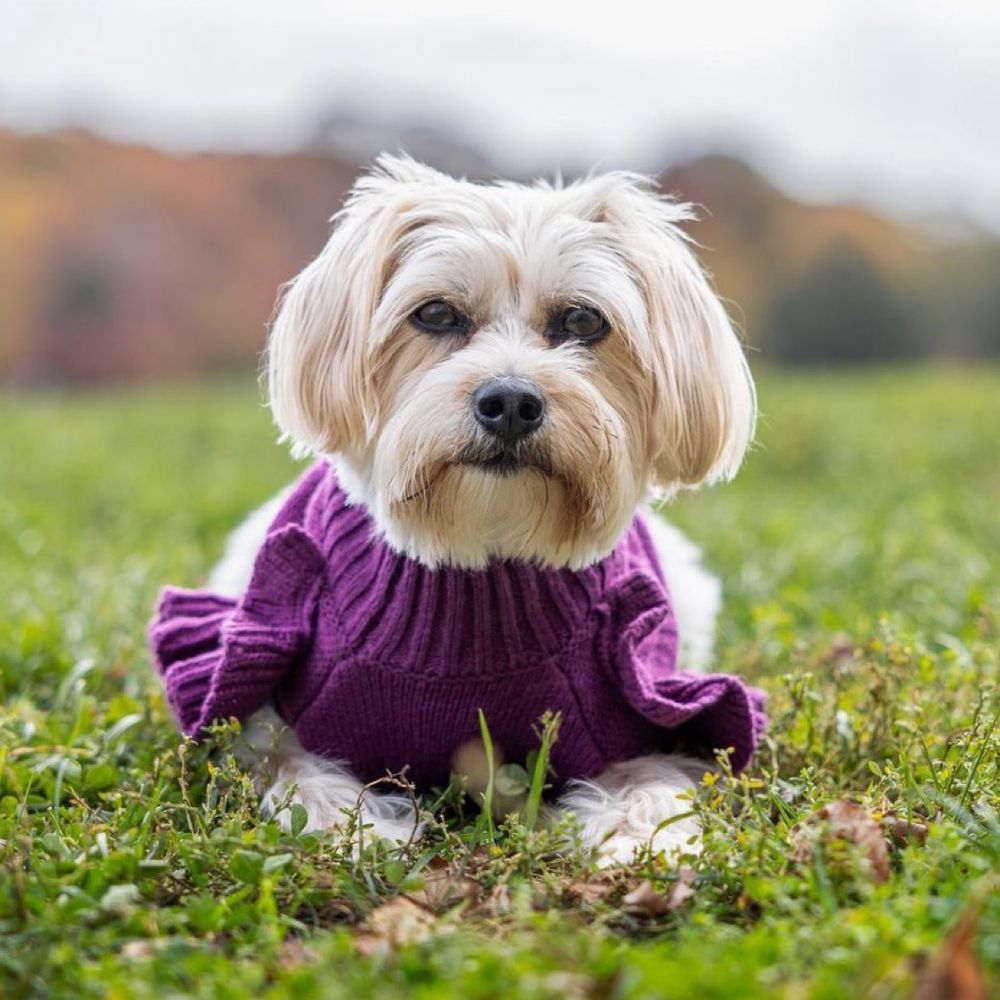 isabellamorkie.bsky.social