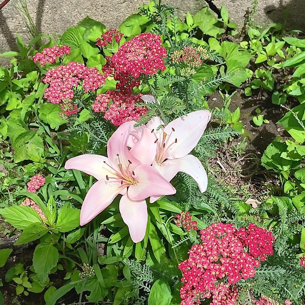 JesRhody