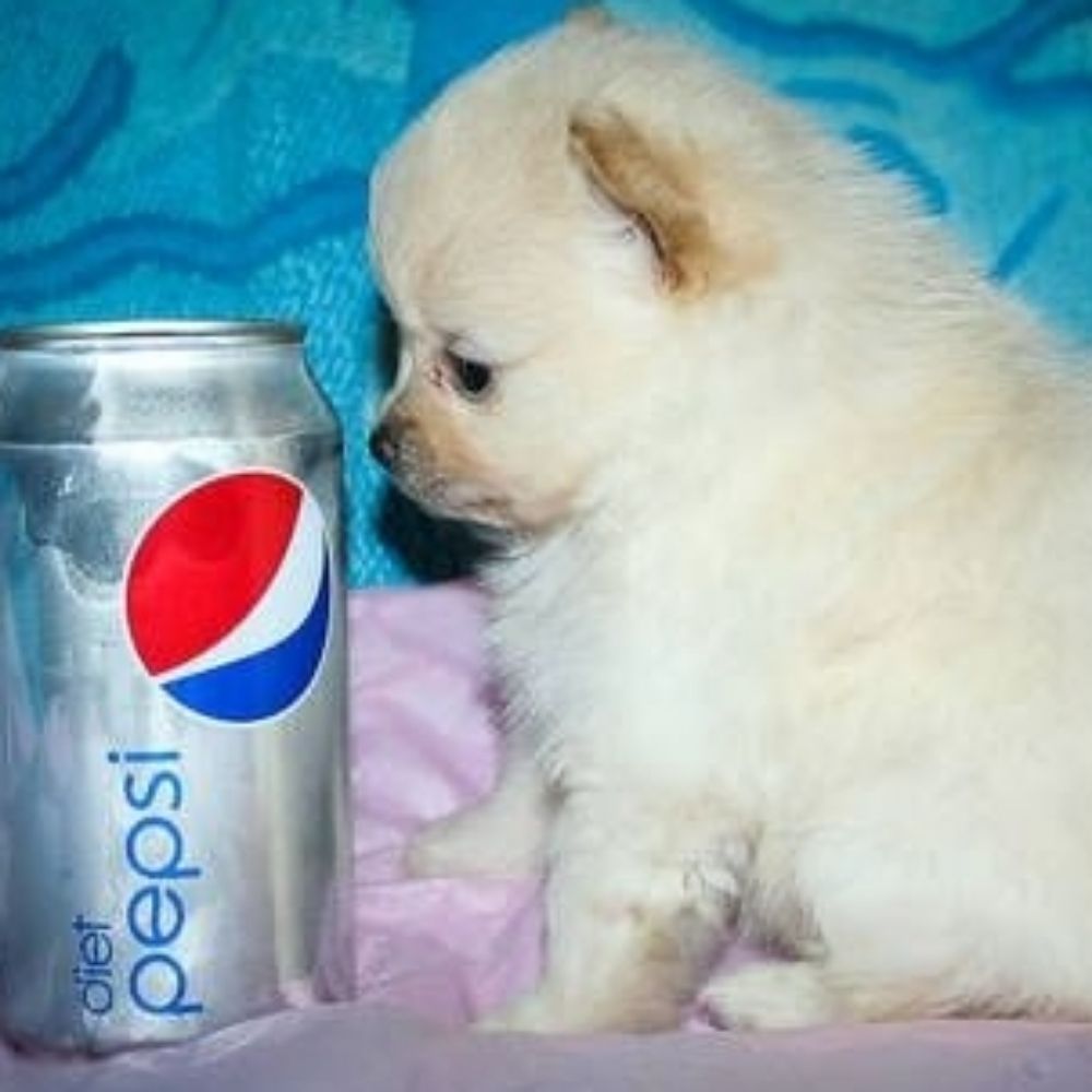 i eat pepsi