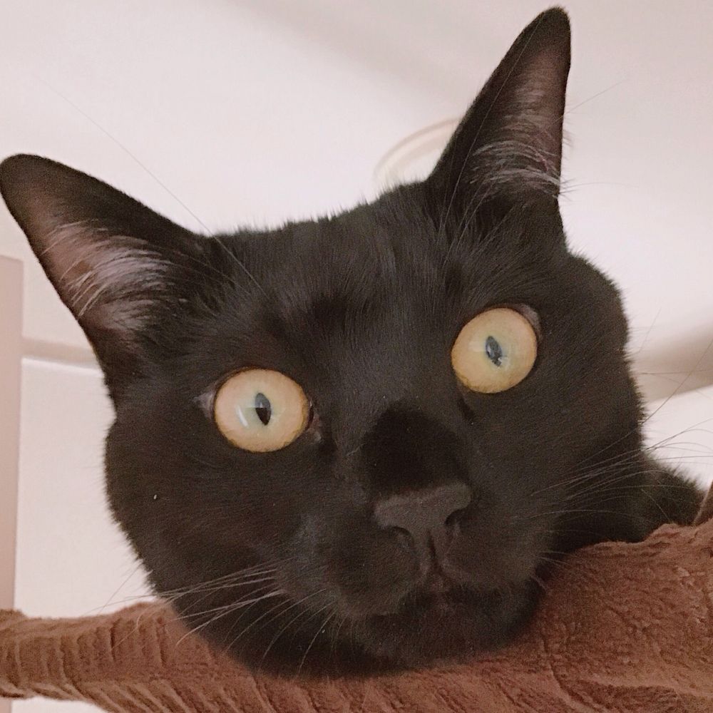 🐈‍⬛伊藤 律