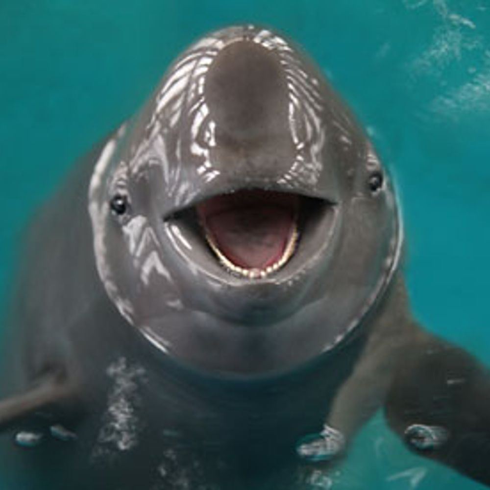 The Porpoise