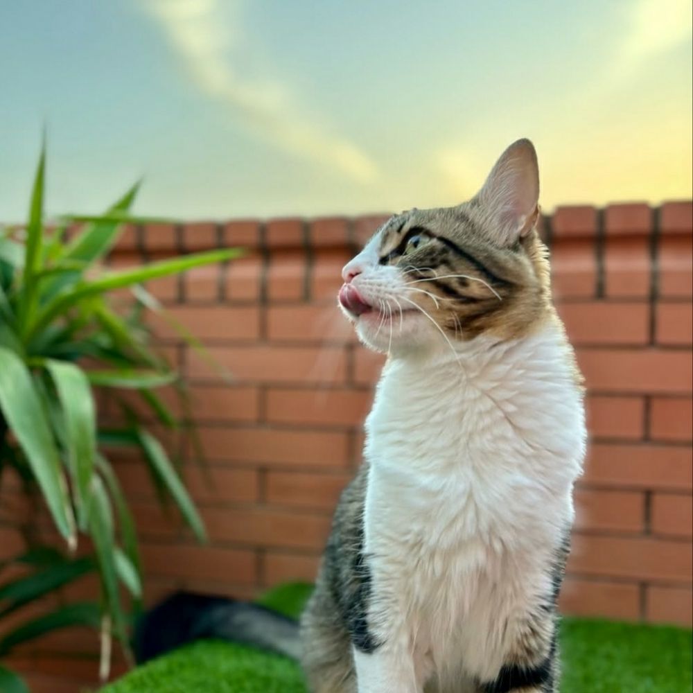 Cats_of_lc