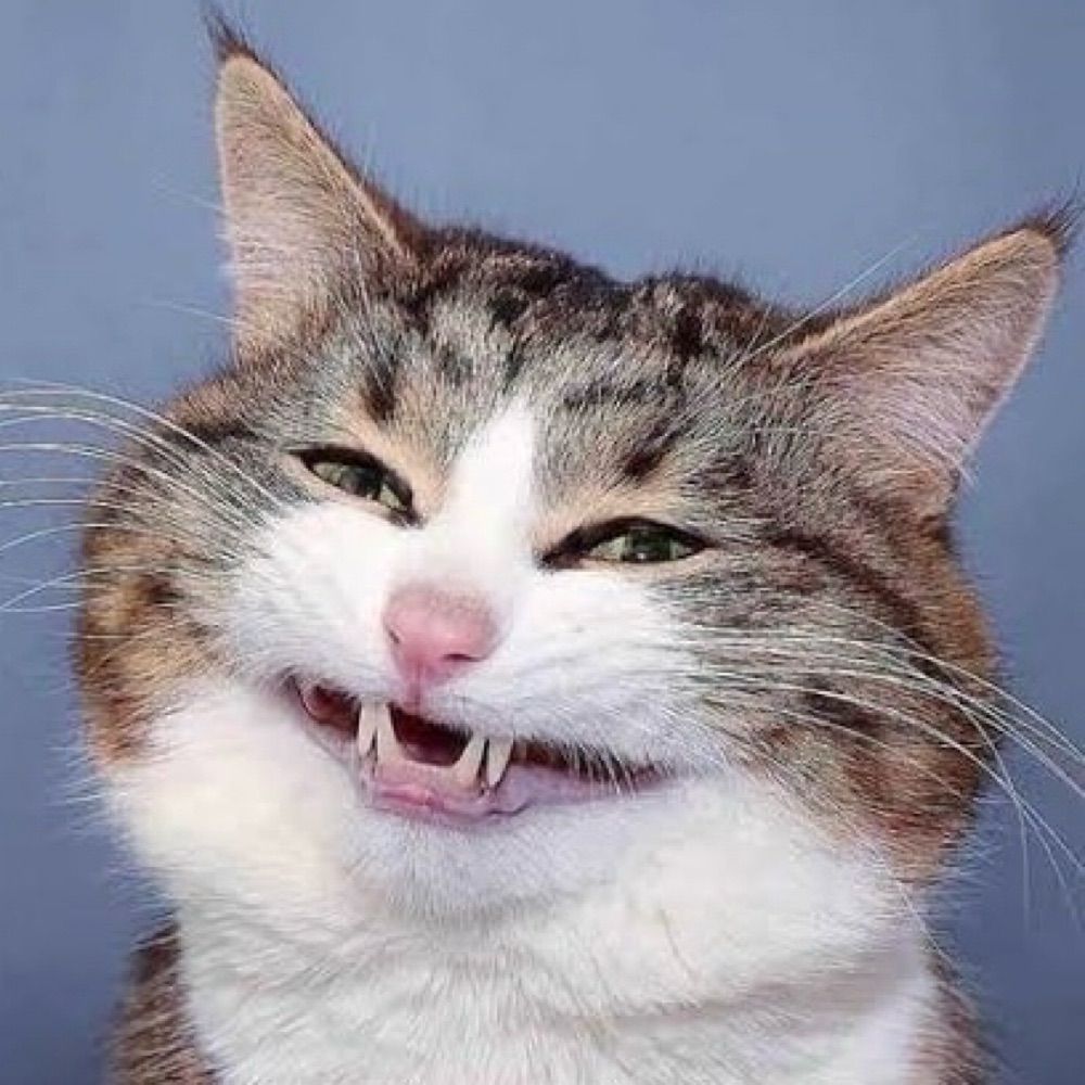 Meow