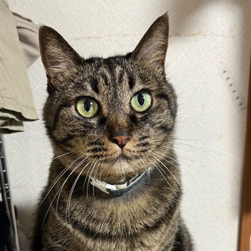 ねこループ