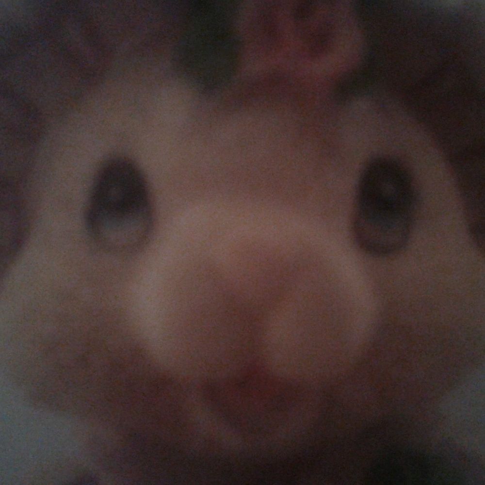 Ratrabbitfox