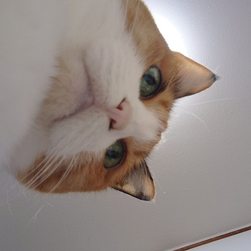 みにゃ