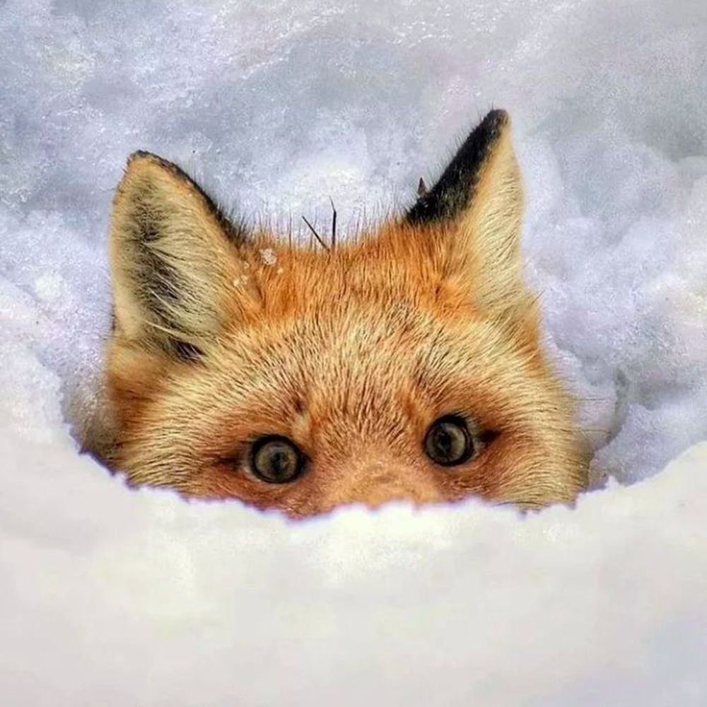 Criswolfox