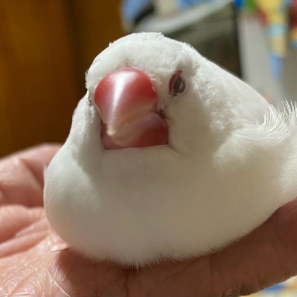 ももちゃん（文鳥）