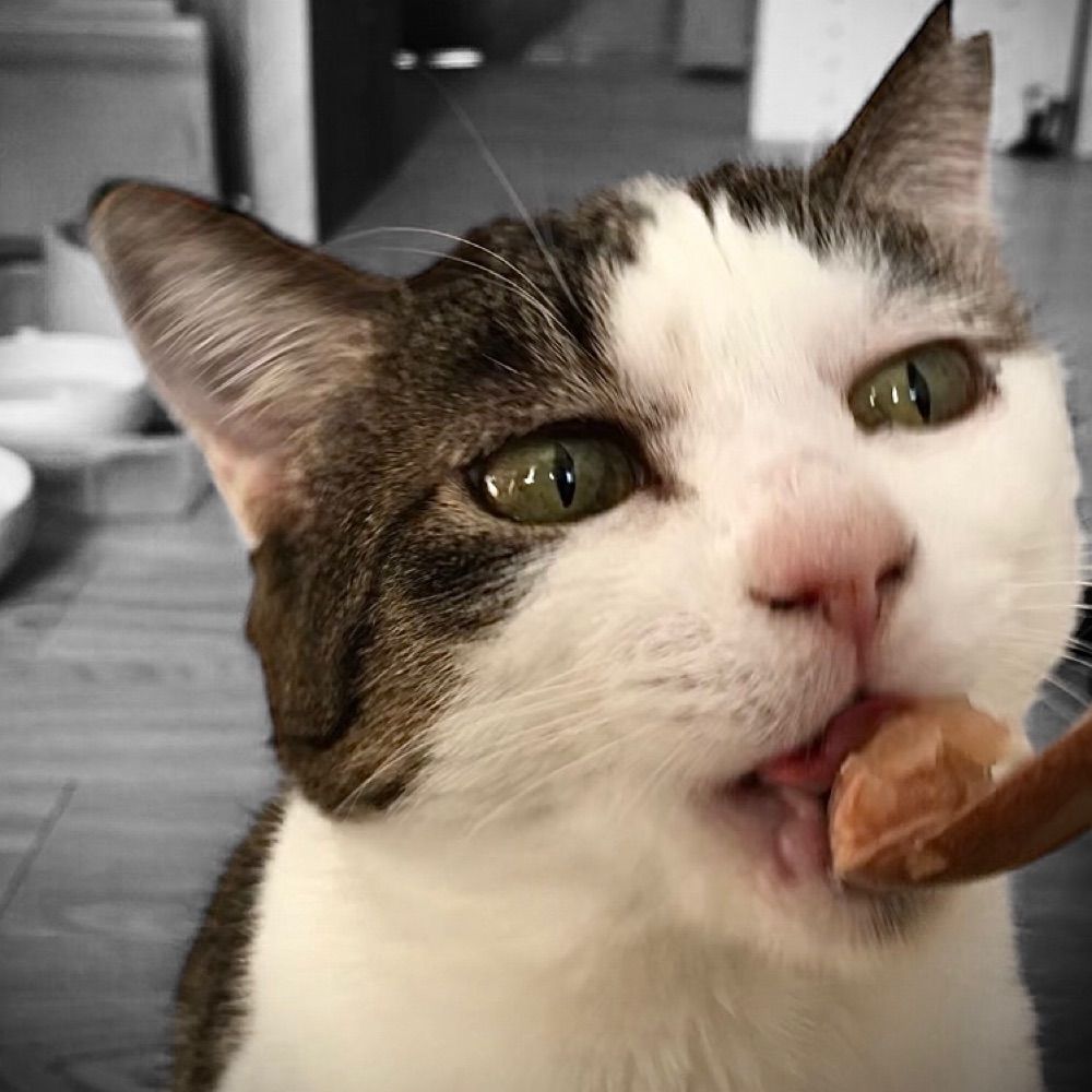 モーリー（保護猫）とボラ日誌