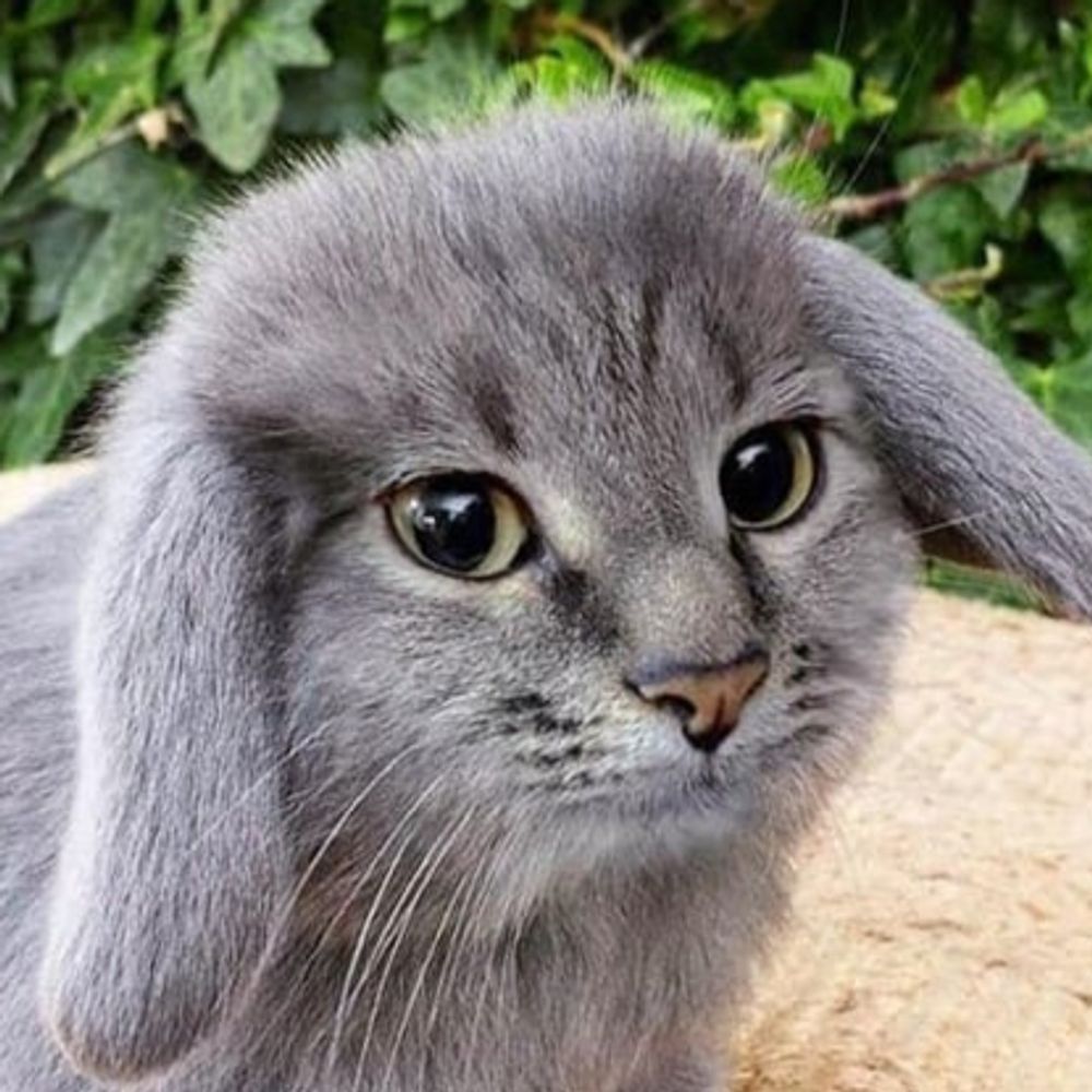 animalposting