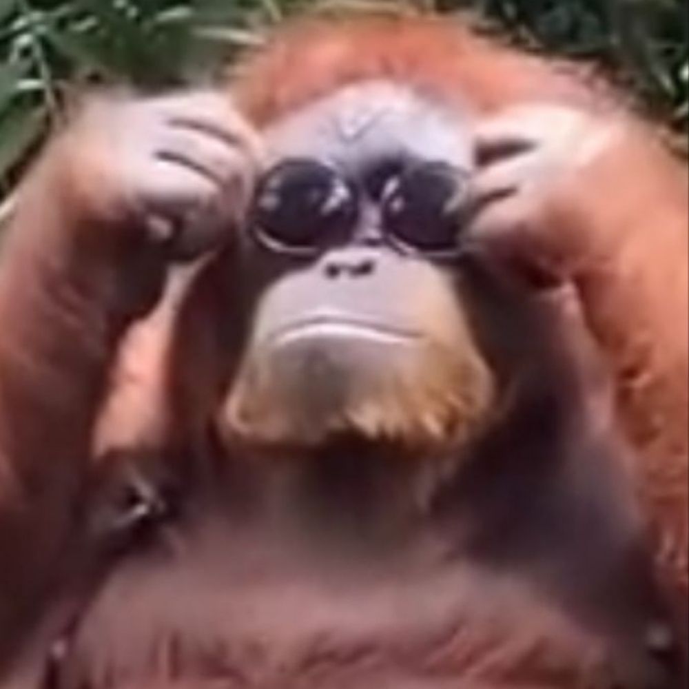 GorillaGuyRob