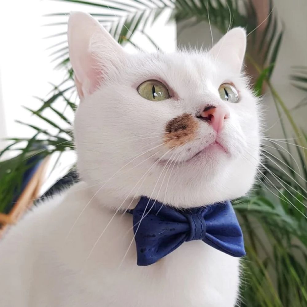 Cat With Bowtie