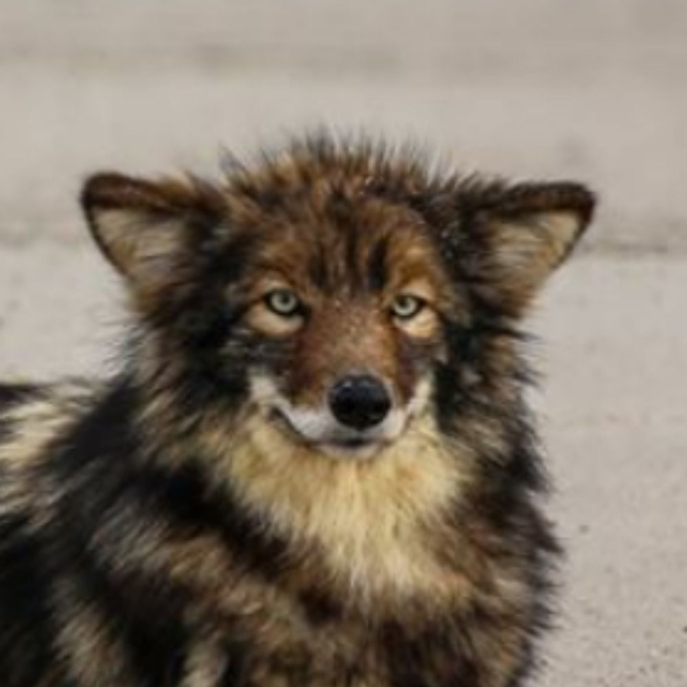 Bear