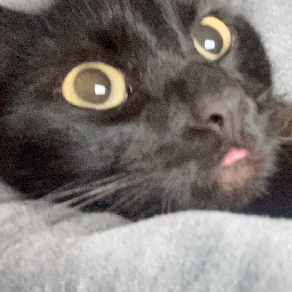 A psi louca dos gatos