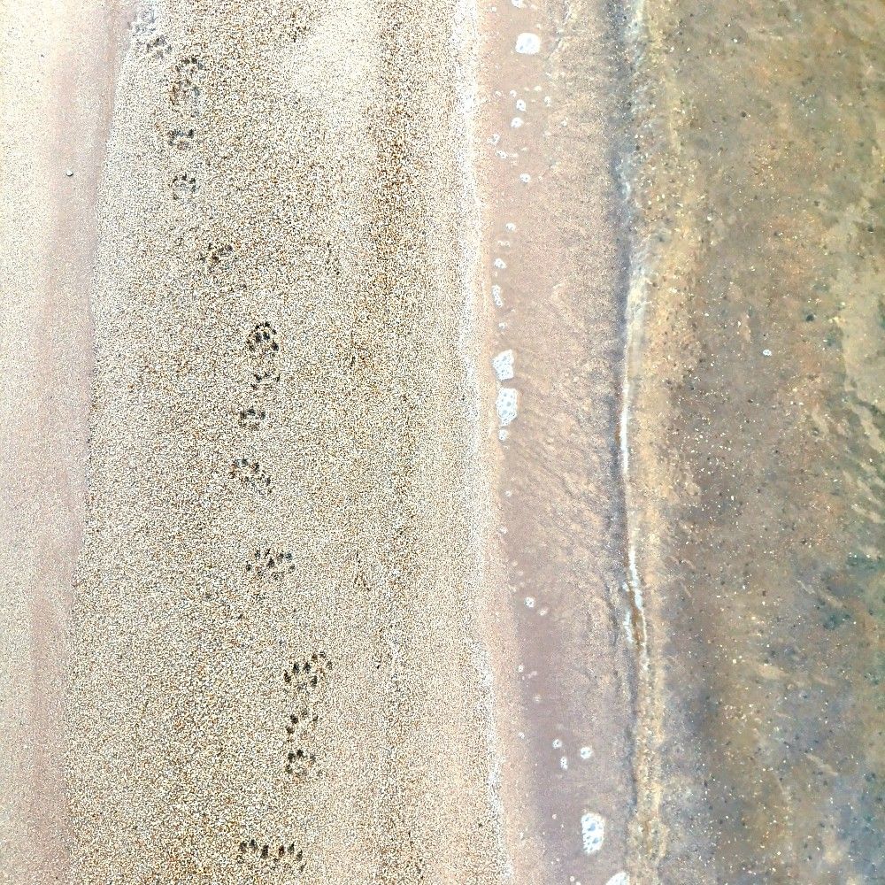 Caprimulgus