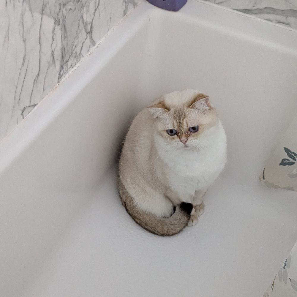 Josie