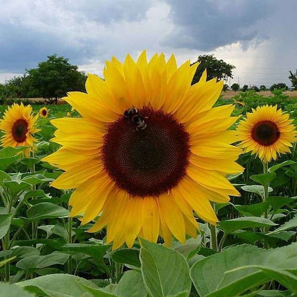 mrsunflower88.bsky.social profile picture