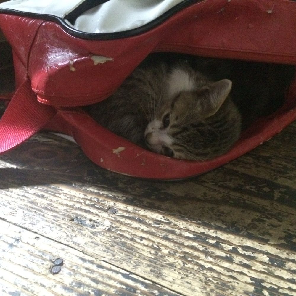 Einecat