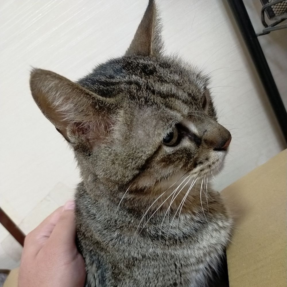 ぼしゅ