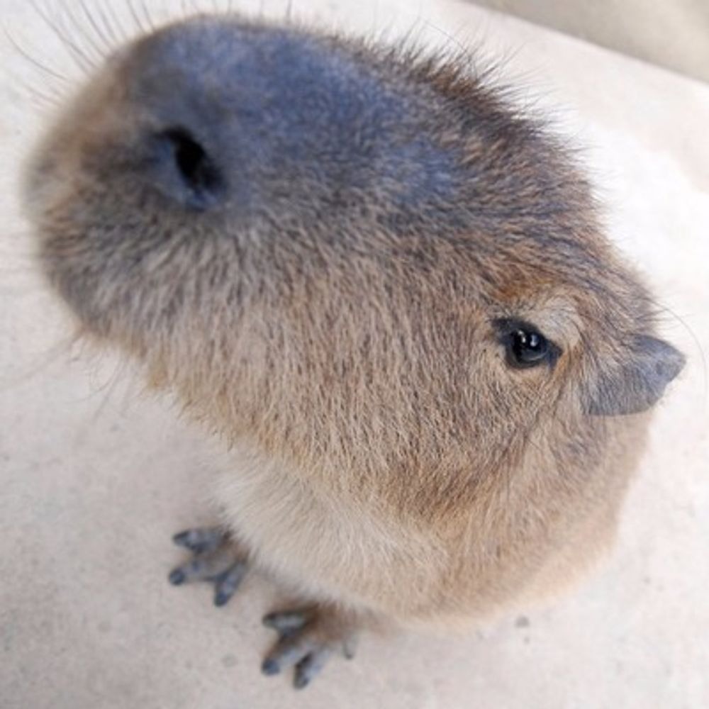 バラリ
