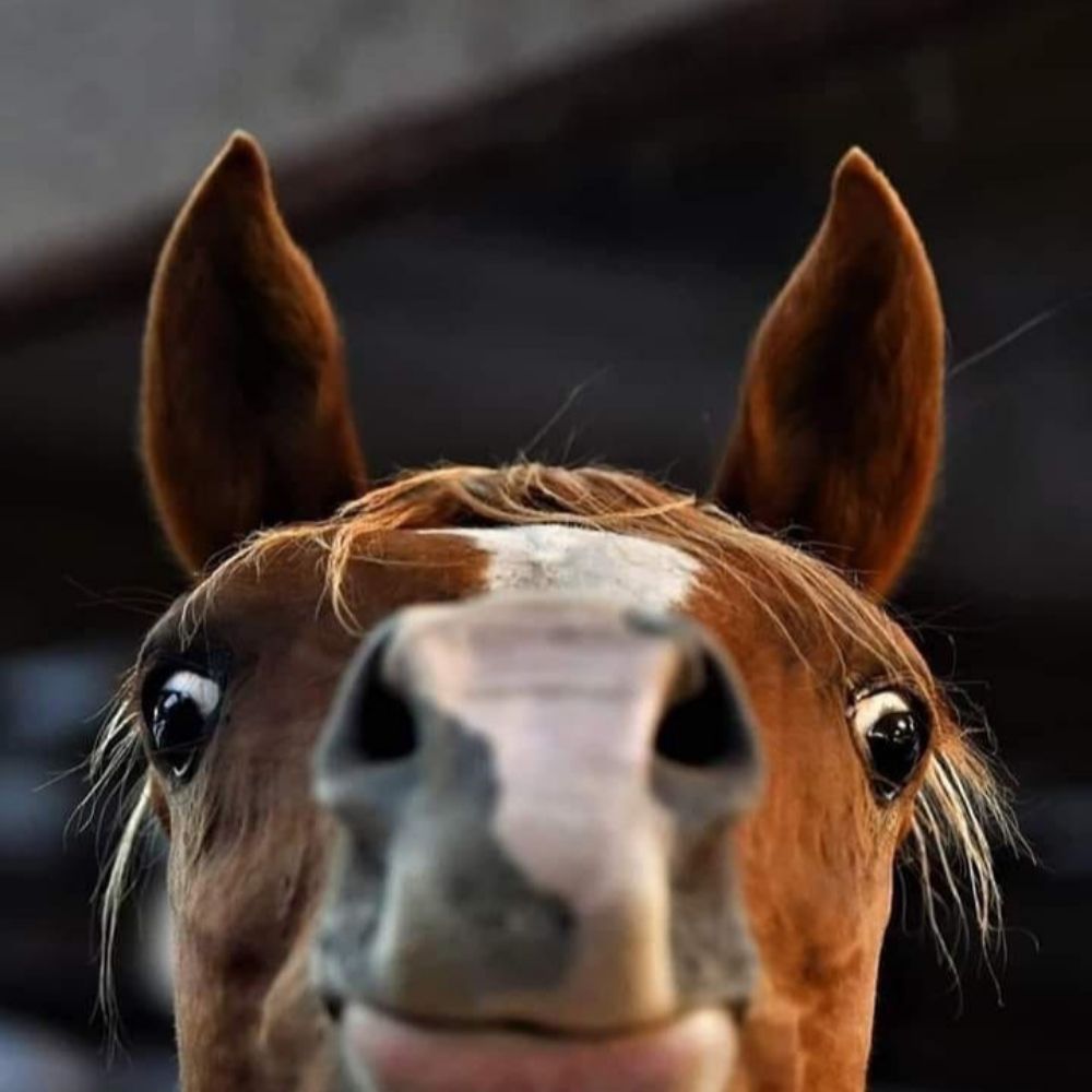 gaysubtext.bsky.social profile picture