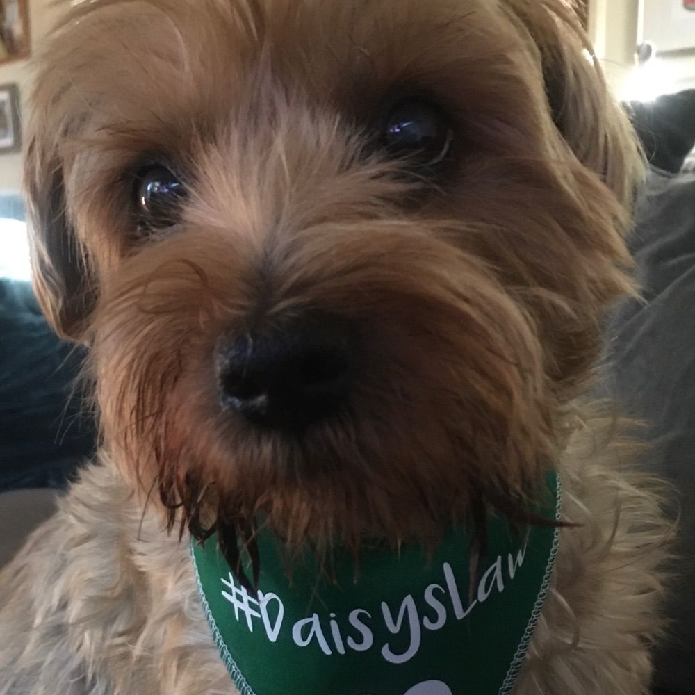 Daisy