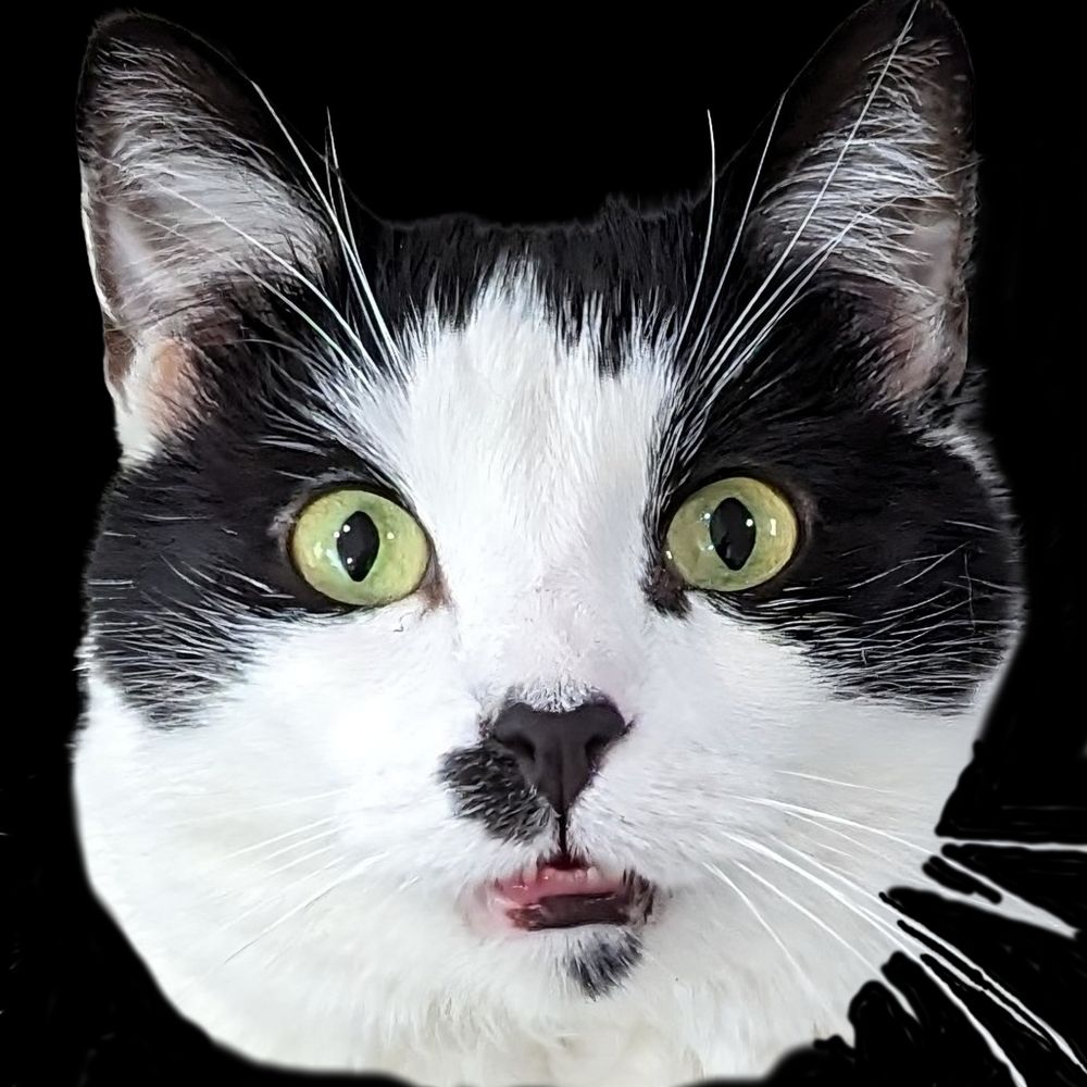 The Top Cat at Catnipporium