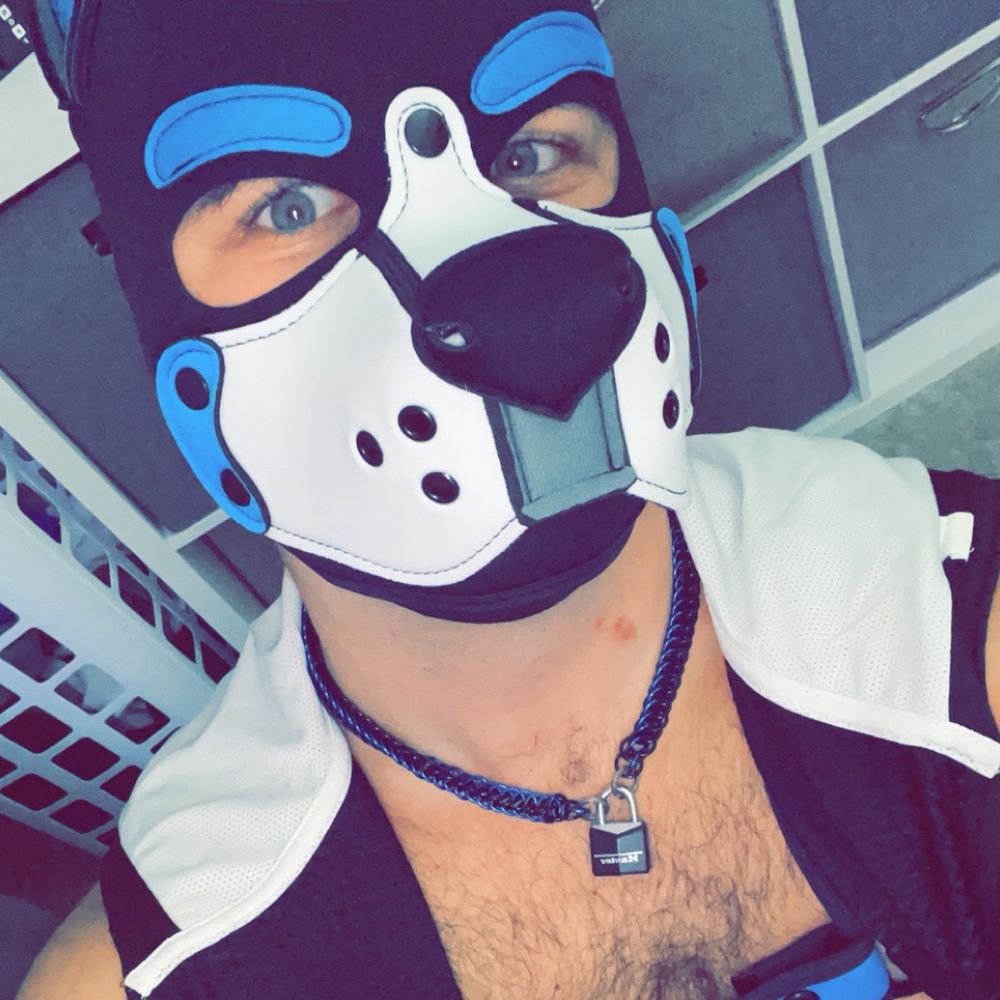 Pup Aster 