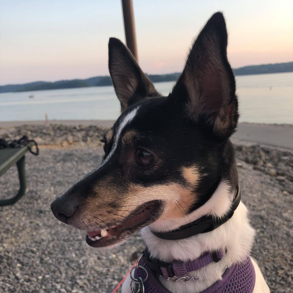 Rat Terrier Lovers