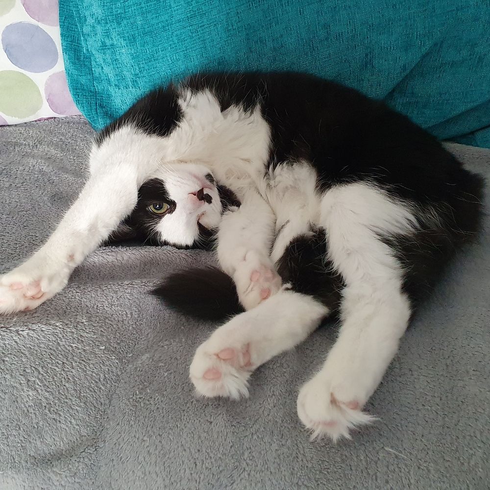 Jupeycat