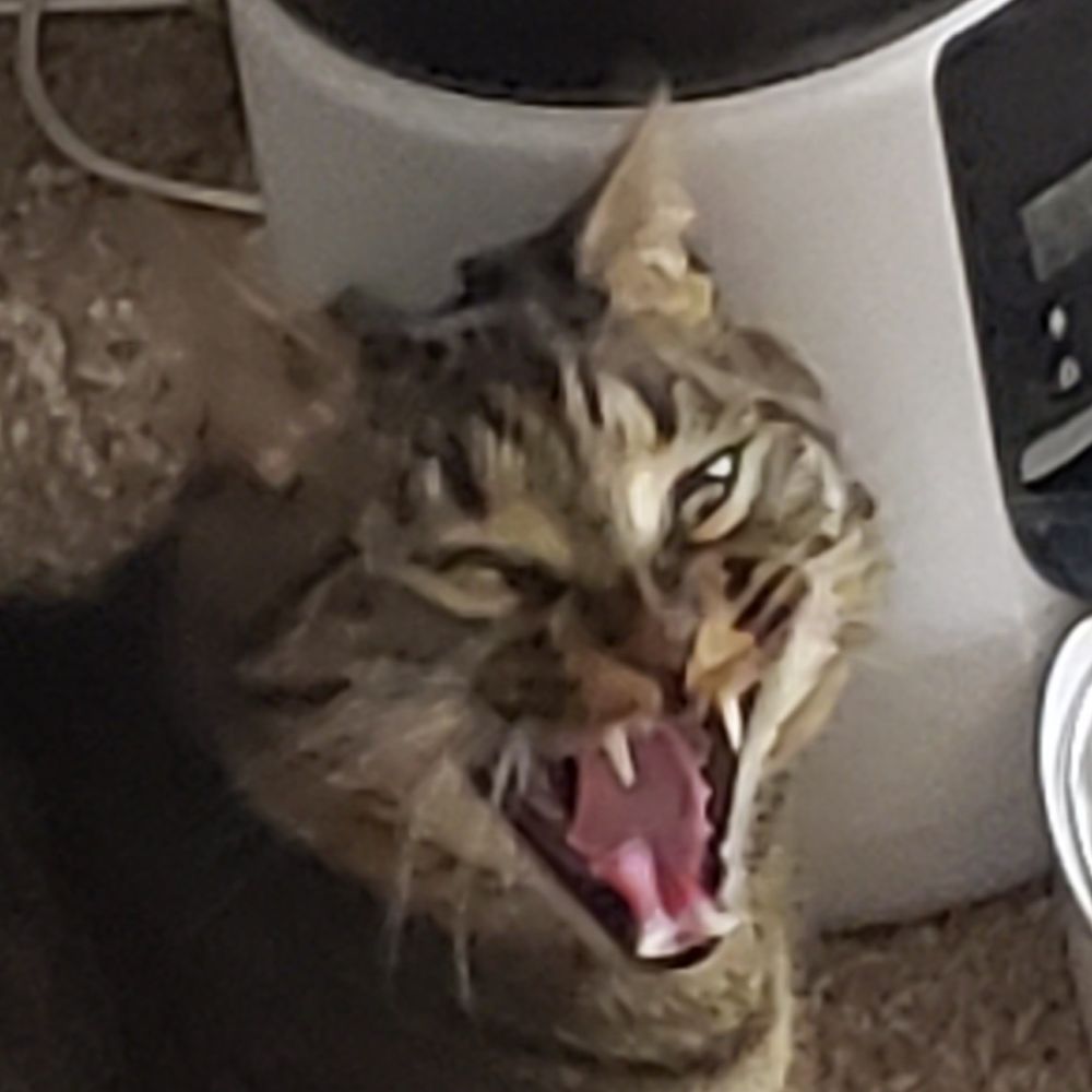 Sabbo