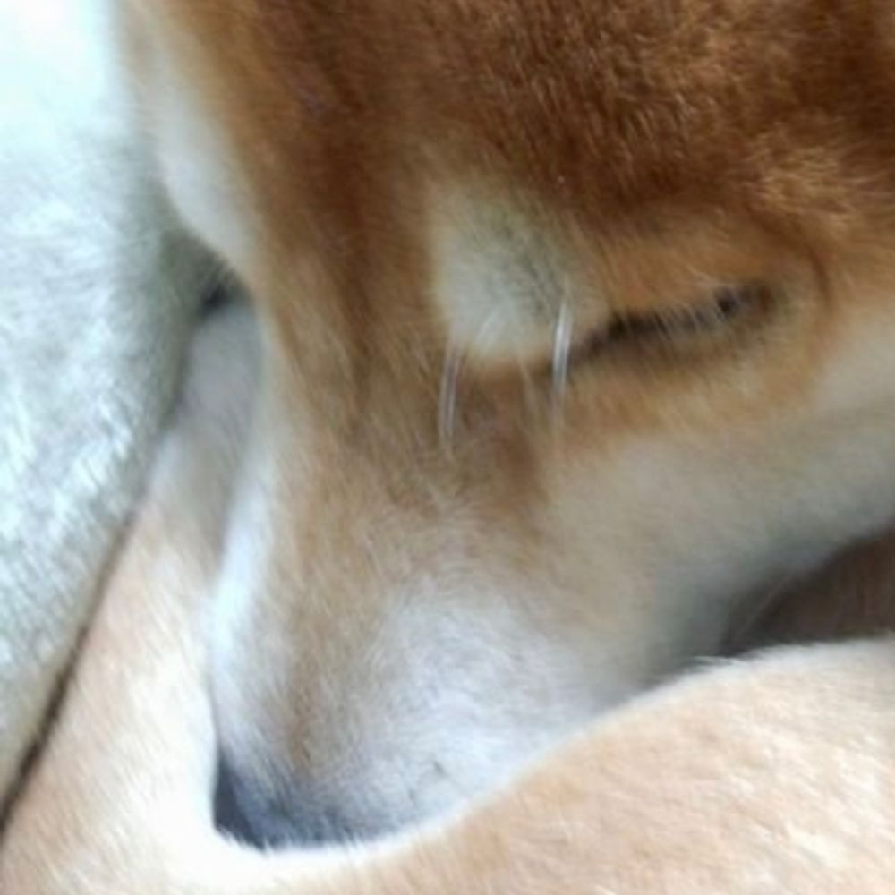 那園曽氏規