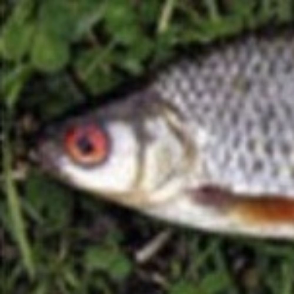 iichthy