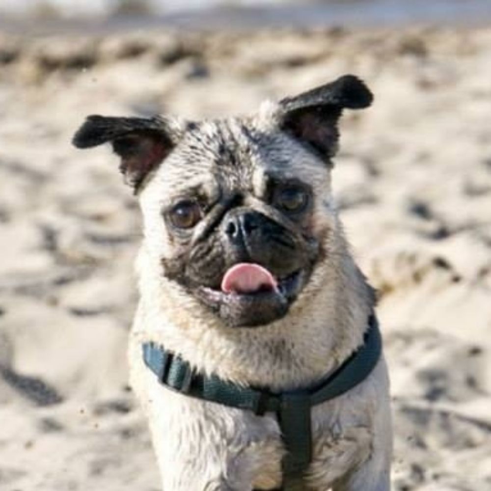 Karl (the pug)