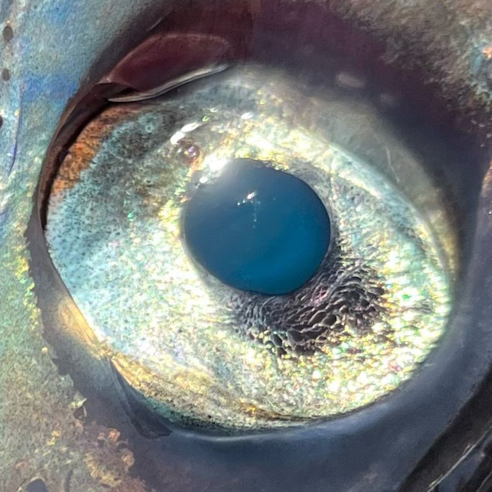 🐟