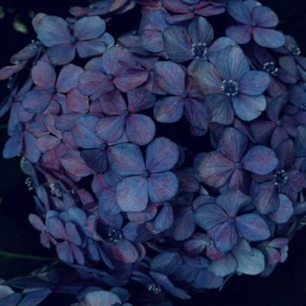 愁