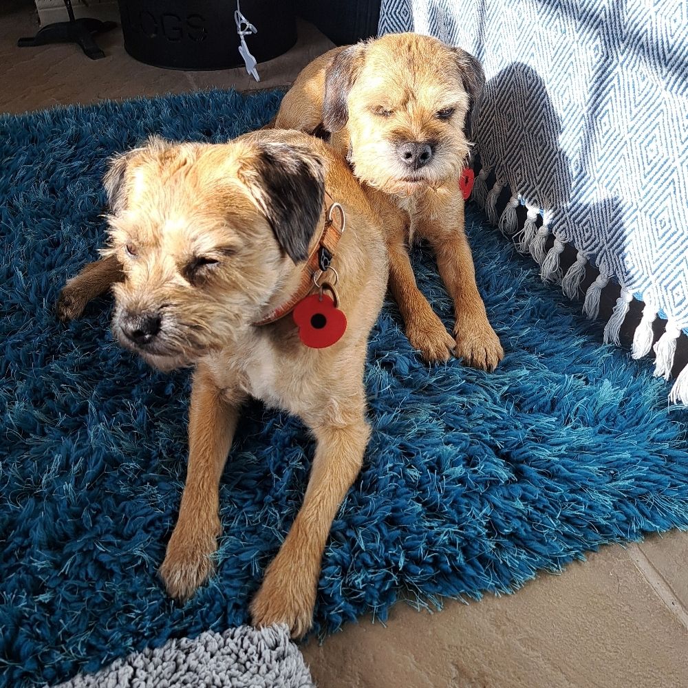 Fraggle and Pip 🐾