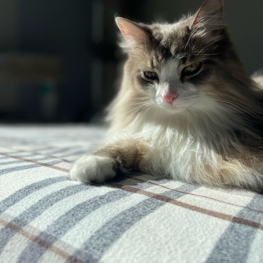 Maple the Maine Coon