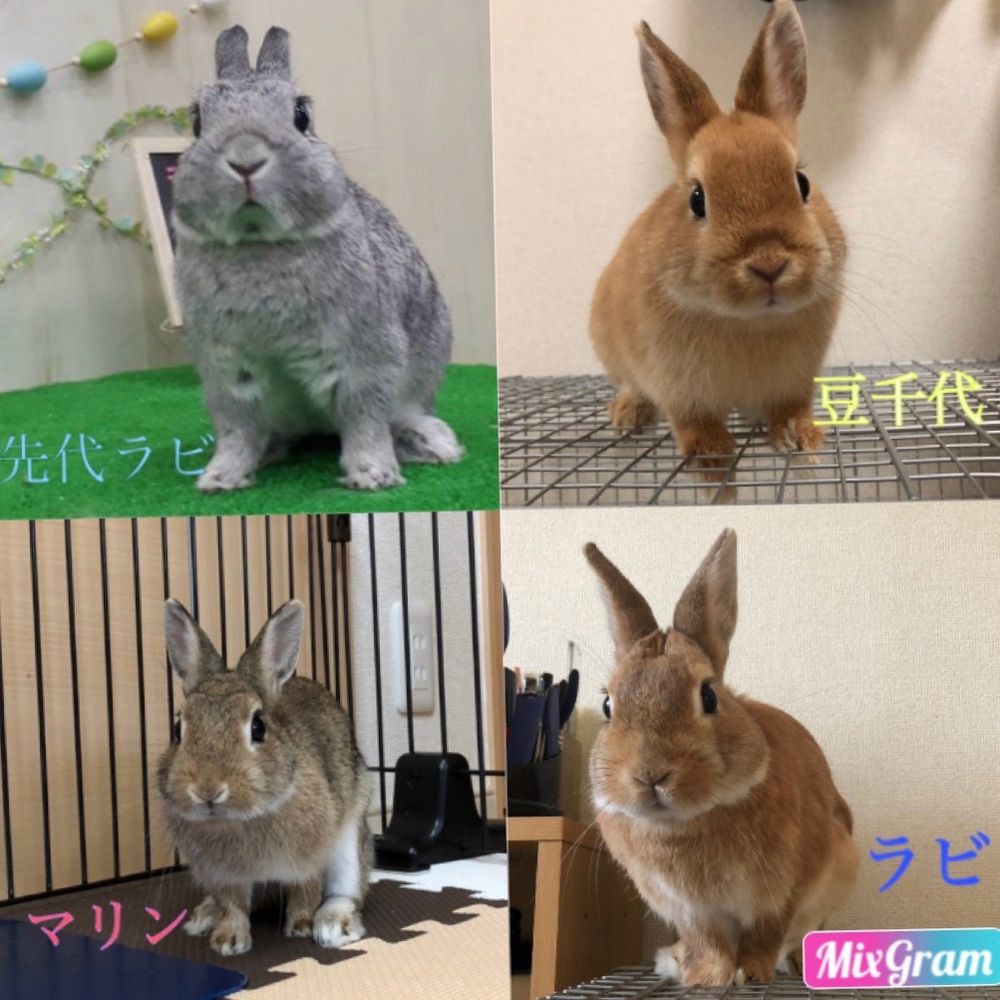 aki usagi0327