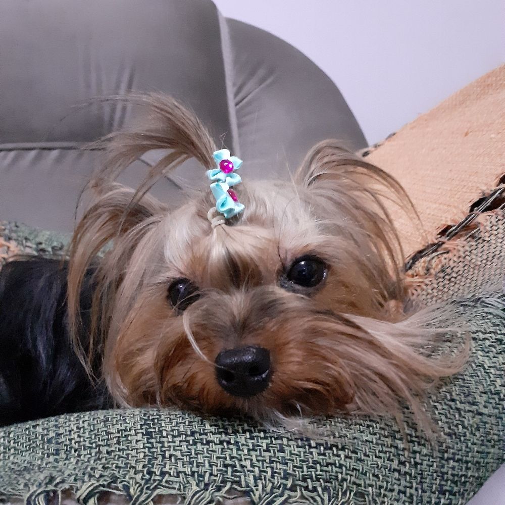 cachorro 