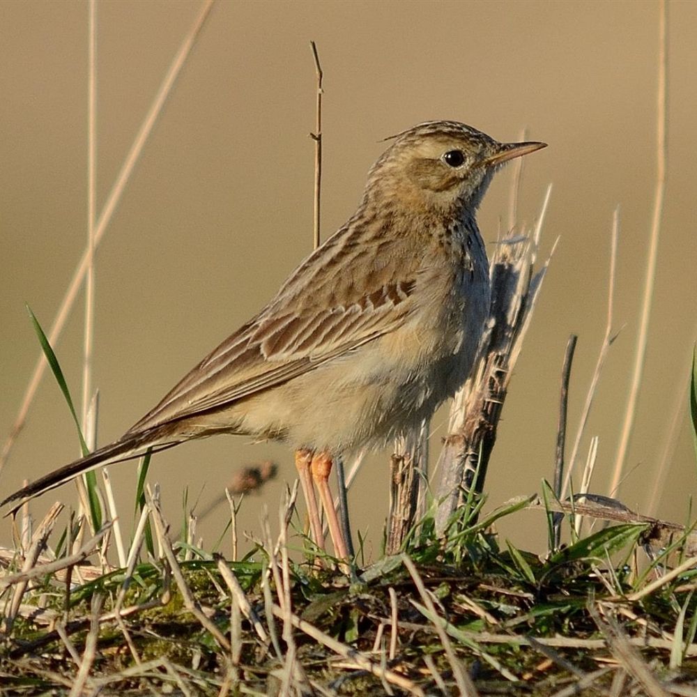 Jonnybirder 