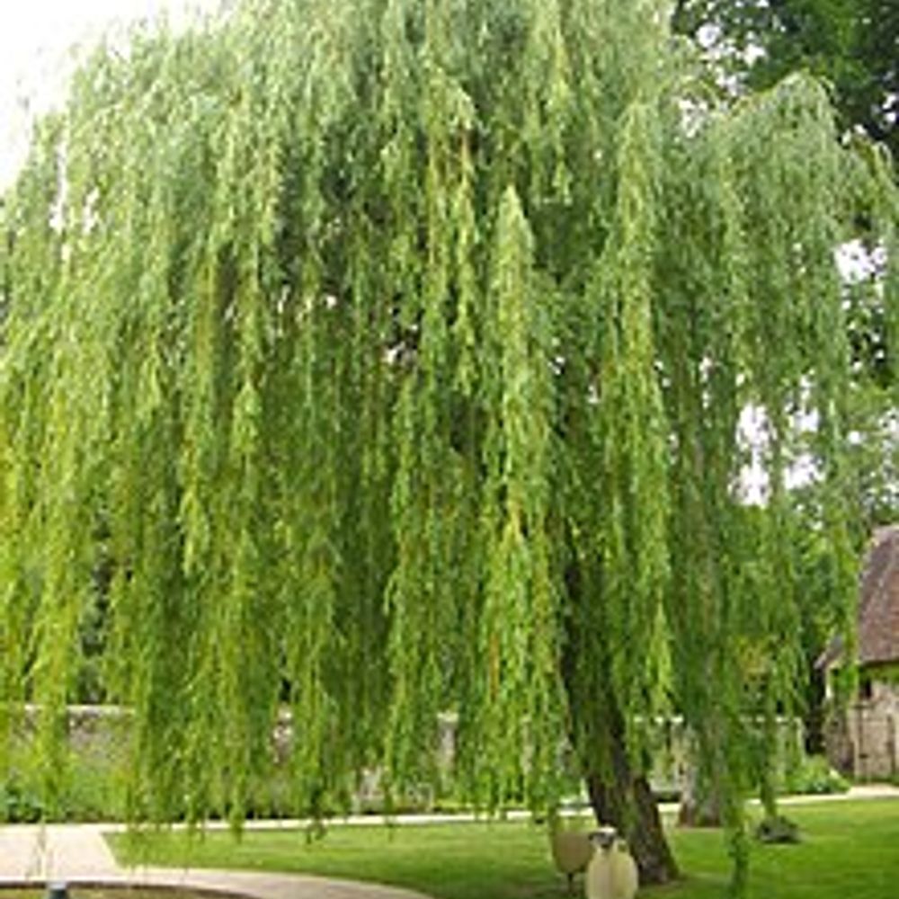 Willow~❀