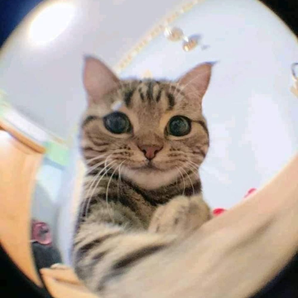 Follow Trick