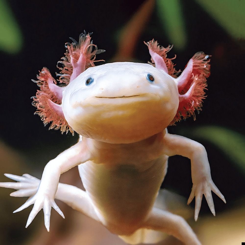 id