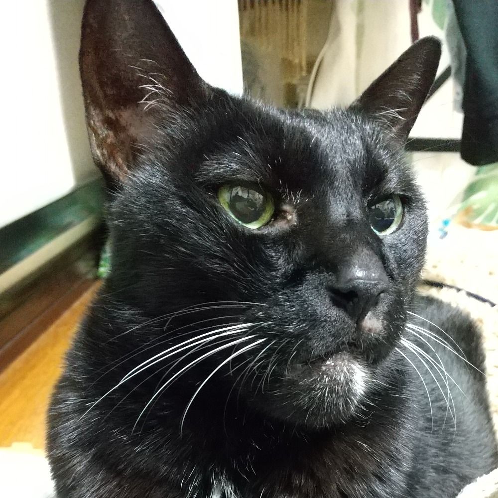 みゃす